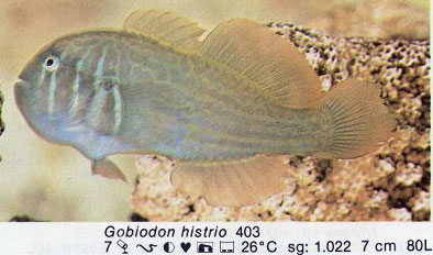 Gobiodon histrio